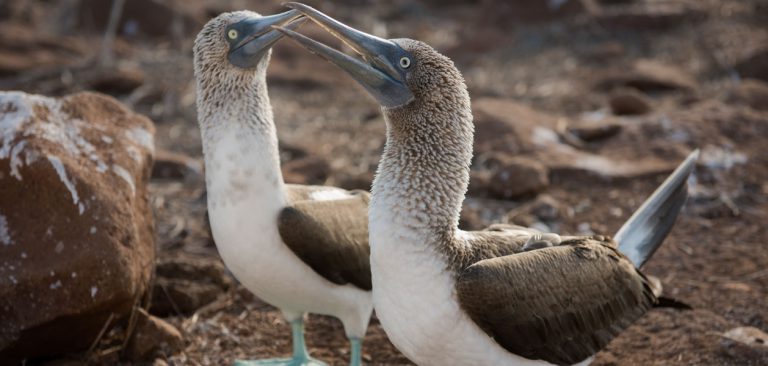  Squishable Blue-Footed Booby