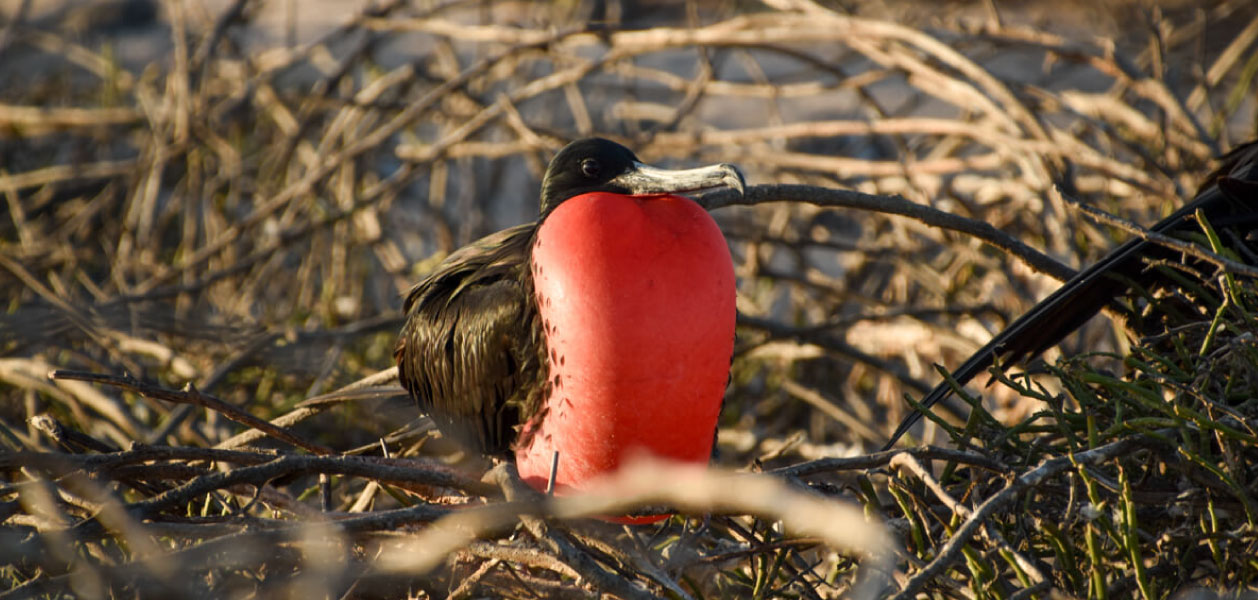 Frigatebird Gallery