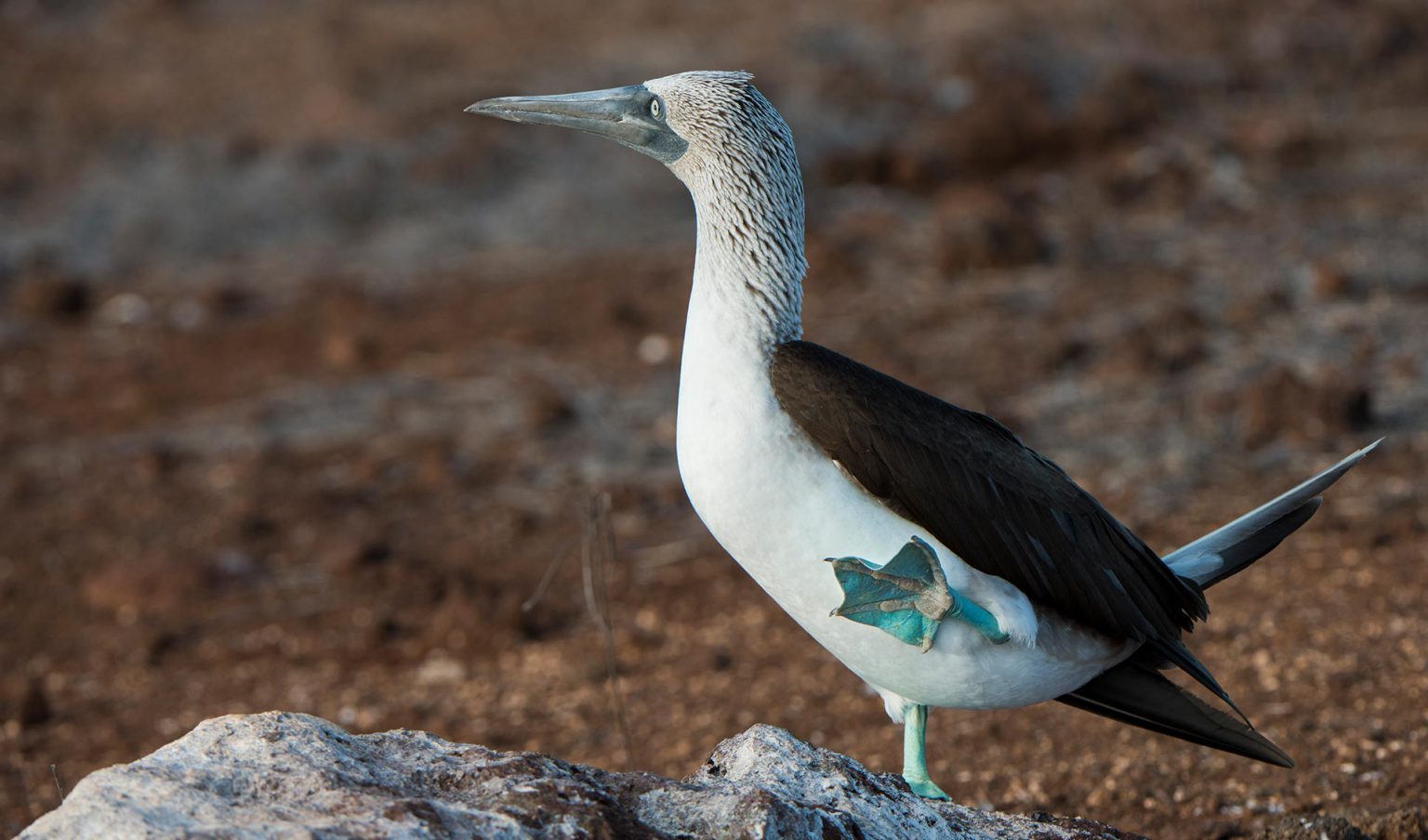 Seabirds | Go Galapagos