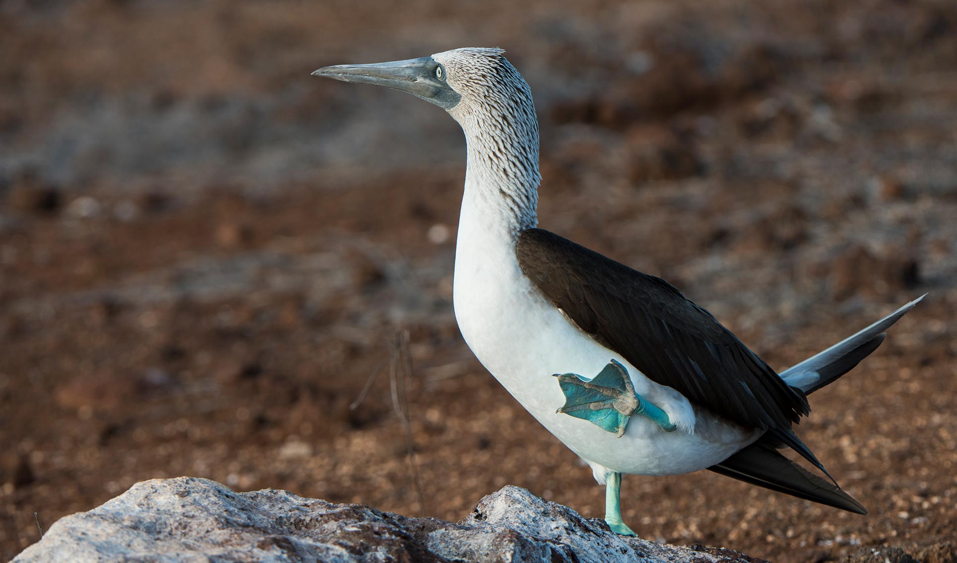 Blue Footed Booby Go Galapagos