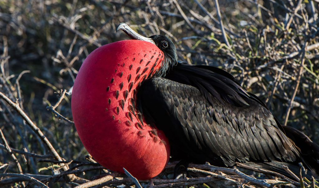 Seabirds | Go Galapagos