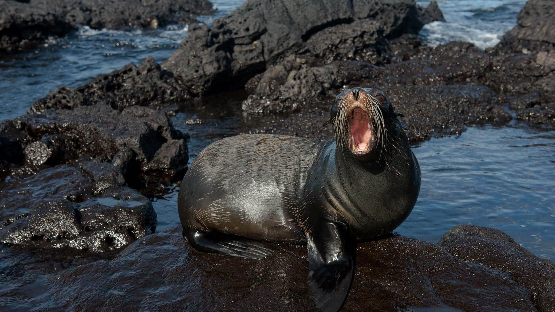 Fur Seal | Go Galapagos