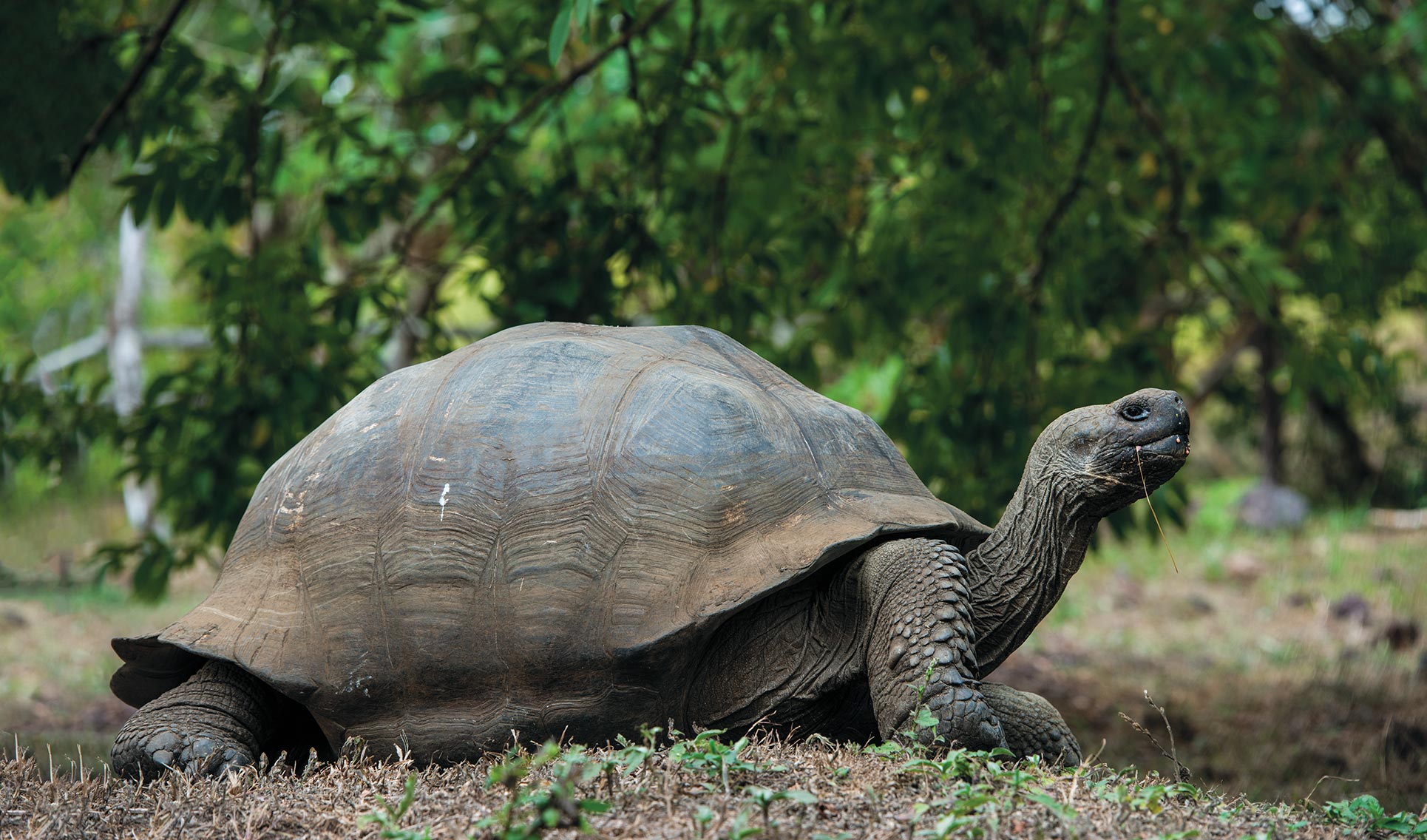 Giant Tortoise Lonesome George Go Galapagos