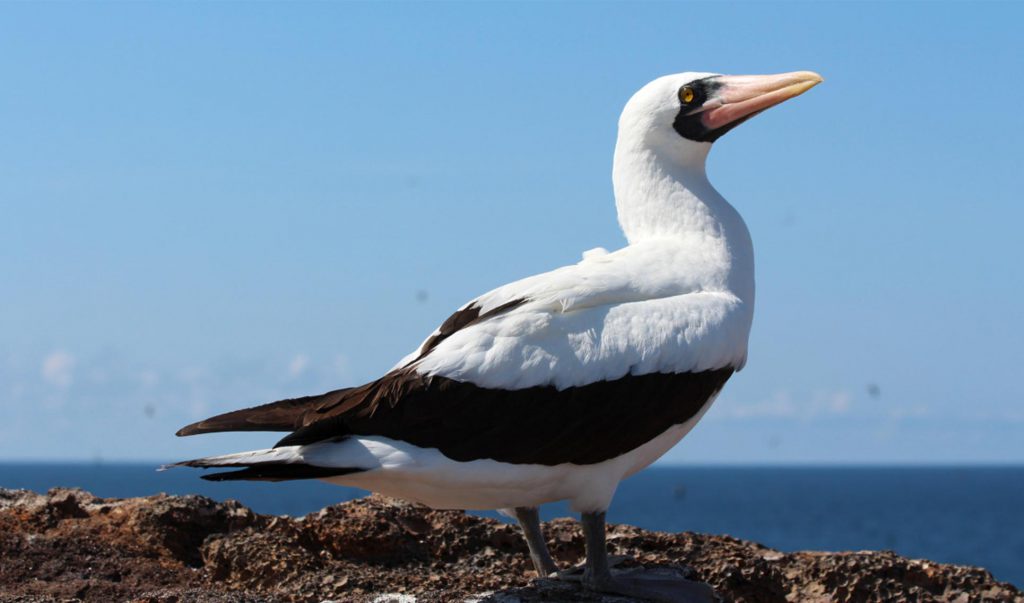 Frigatebird