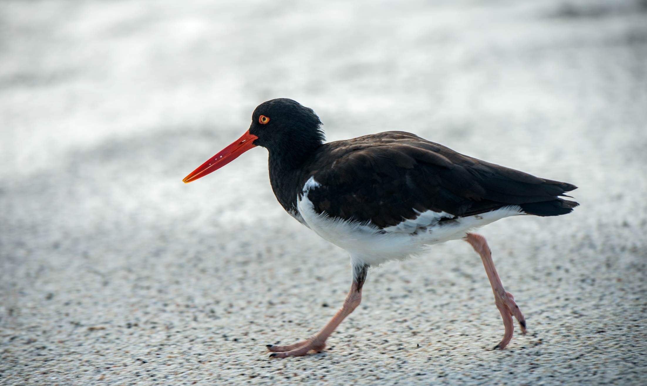 American Oystercatcher Go Galapagos