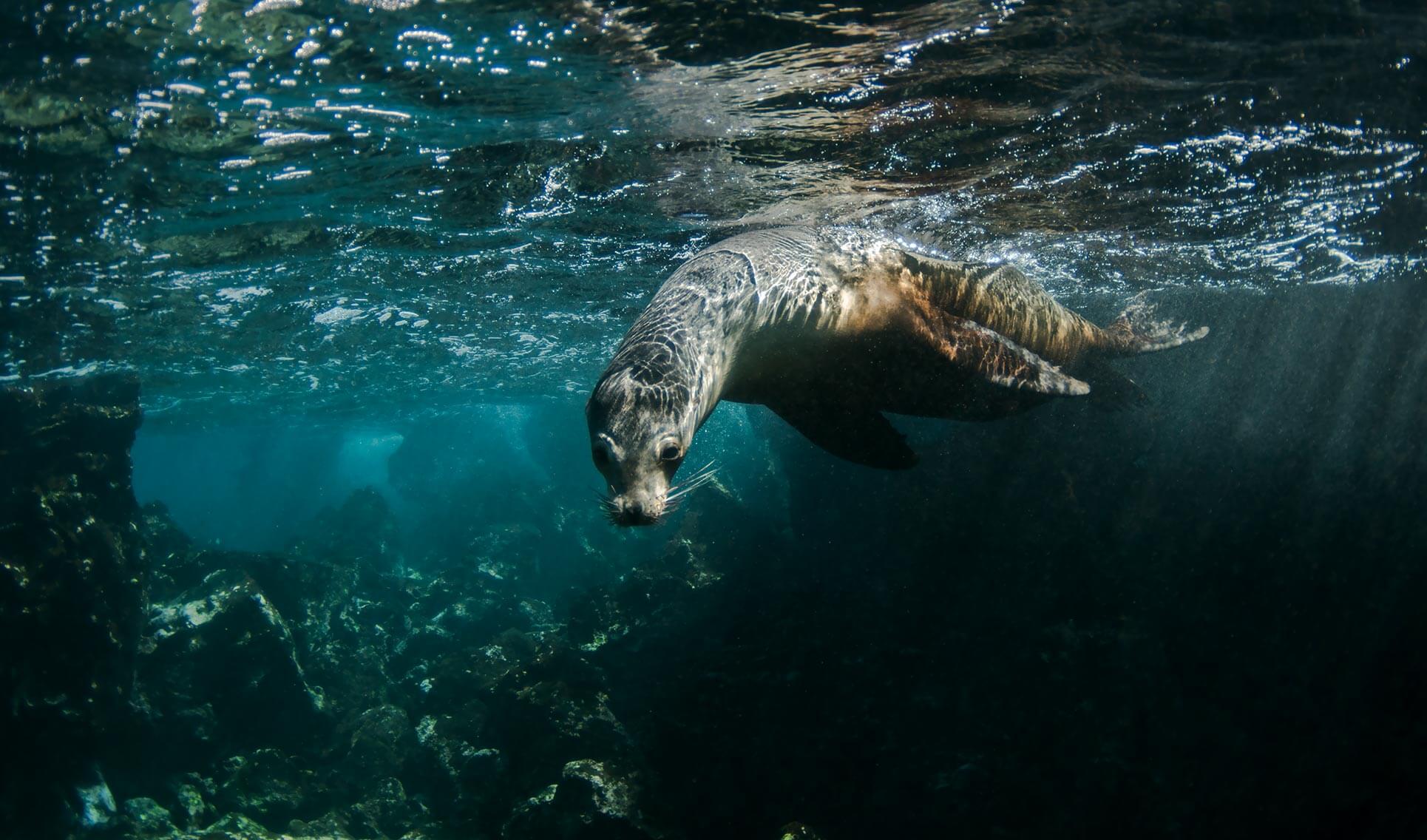 Sea Lion - Go Galapagos