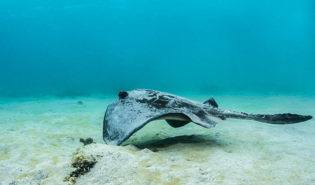 Stingrays | Go Galapagos