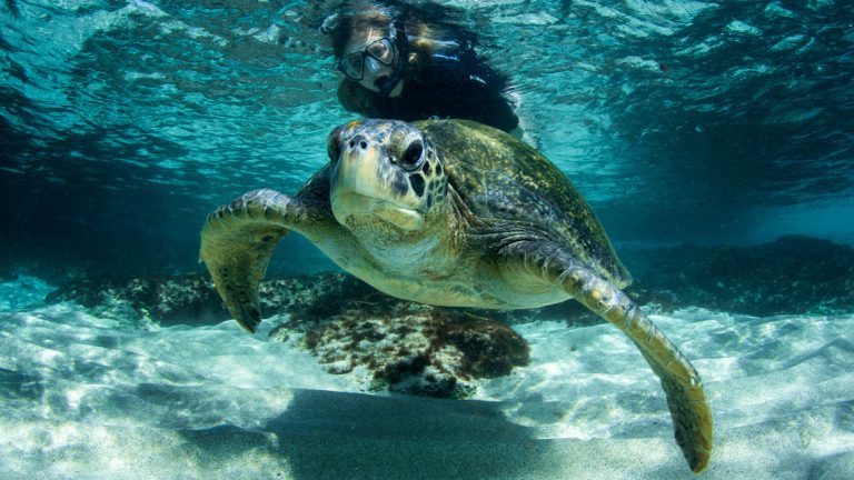 snorkeling turtle galapagos