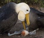 Waved Albatross pair (Phoebastria irrorata) change over for egg incubating