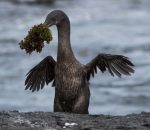 Flightless cormorant coming out of the sea