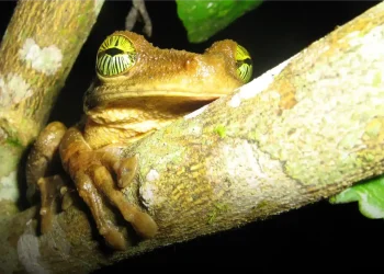Ecuadorian Amazon flog