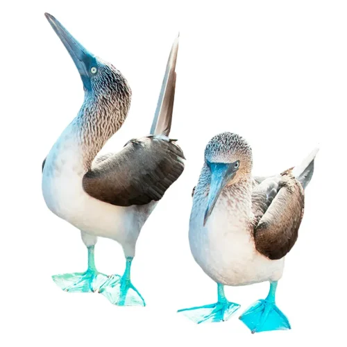 blue-footed