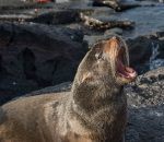 Galapagos Fur seal