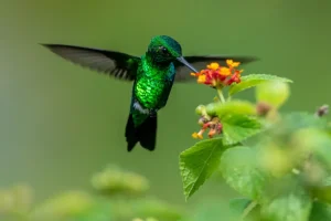 hummingbird-mindo