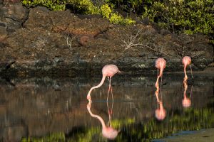 Is a Galapagos cruise worth it go galapagos kleintours klein tours ecuador travel cruises legend corales coral flamingos