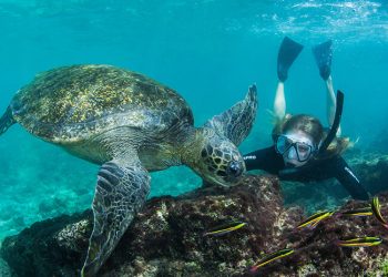 Is a Galapagos cruise worth it go galapagos kleintours klein tours ecuador travel cruises legend corales coral snorkeling