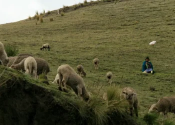 Otavalo landscape - wildlife