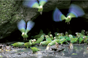 Green parrots of the Amazon