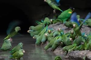 Parrots Clay - Anakonda Amazon Cruise